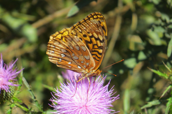 Great Spangled Fritillary